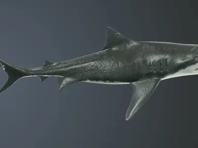 Tiger Shark Low-poly 3D model Low-poly 3D model