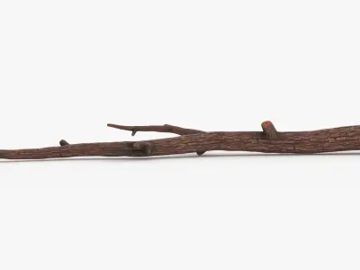 Branch 05 3D model