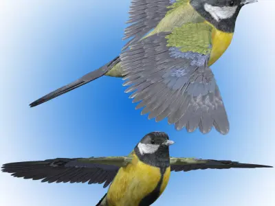 Great tit bird 3D model