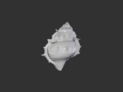Sea Shell 3 3D model