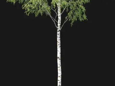 Birch forest part 01 3D model