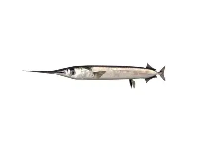 Garfish Sea Needle Fish Belone Belone 3D model