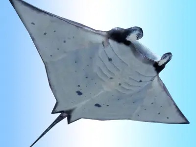 Manta Ray  Low-poly 3D model