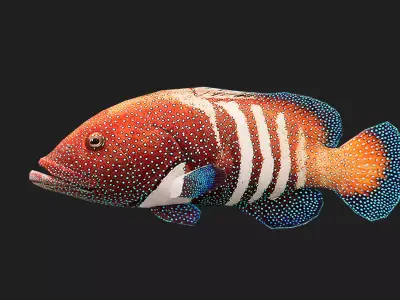 Fish Grouper Low-poly 3D model