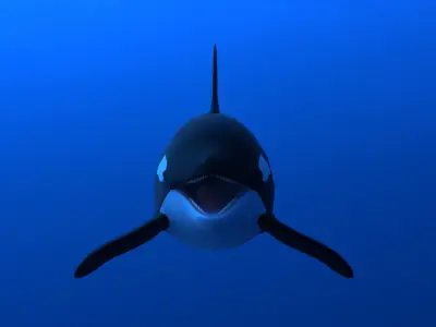 Killer whale Low-poly 3D model