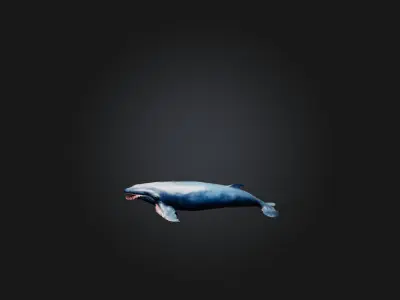 Realistic Injured Whale Model Low-poly 3D model