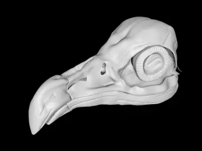 Vulture skull Low-poly 3D model