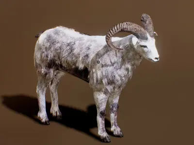 Ovis animated Low-poly 3D model