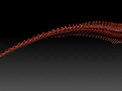 Dinosaur Giganotosaurus Tail Set Skeletons 3D model