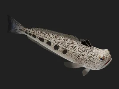 Starryweever Low-poly 3D model