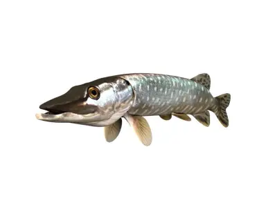 Pike Fish Esox Lucius 3D model