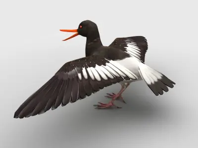 Oyster Catcher Oystercatcher Low-poly 3D model