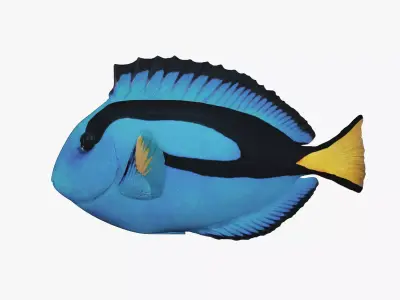 Paracanthurus Hepatus - Blue Tang - Low Poly Low-poly 3D model
