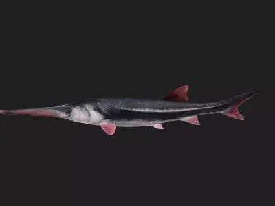 Sturgeon Low-poly 3D model