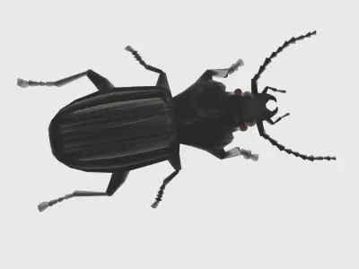 Low Poly Beetle Low-poly 3D model