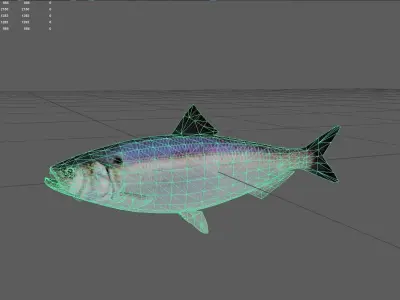 Herring Low-poly 3D model