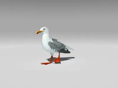 Seagull Low-poly 3D model