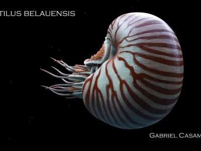 Nautilus belauensis Static Low-poly 3D model