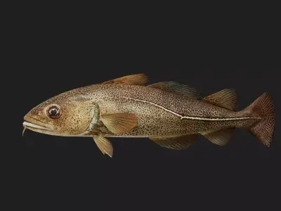 Arcticcod Low-poly 3D model