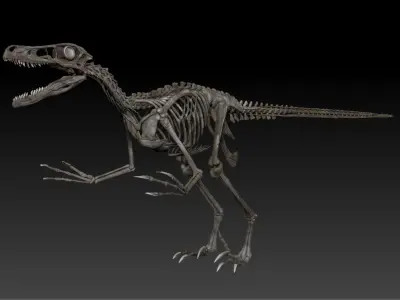 Velociraptor Skeleton - Full 3D Raptor dinosaur bones 3D model