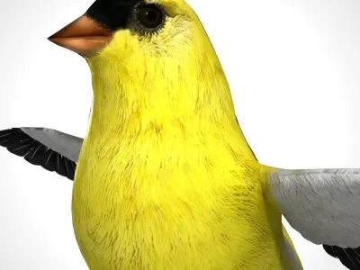 3D Bird Pack North American Eastern Goldfinch Male and Female Low-poly 3D model