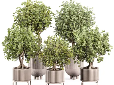 indoor plant set 010 3D model