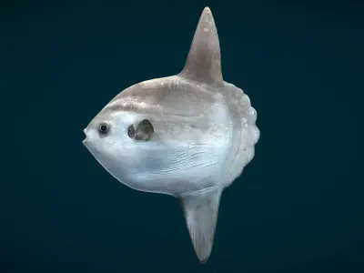 Sunfish Animated Low-poly 3D model