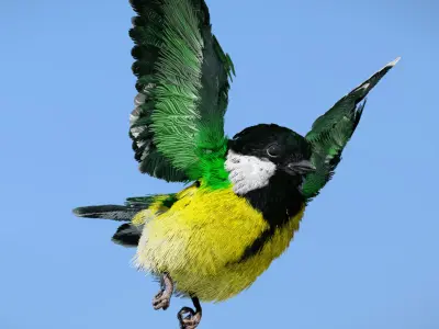 Great Tit 3D model