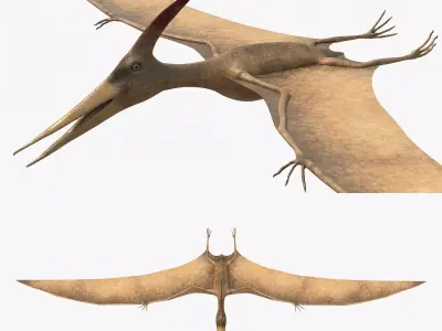 4K Realistic Pteranodon Low-poly 3D model
