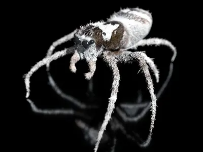 European Zebra jumping spider-Highpolygon 3D model fullsize  3D model