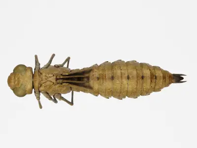 Molt Anax Imperator 3D model