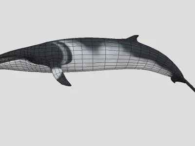 Minke Whale Low-poly 3D model