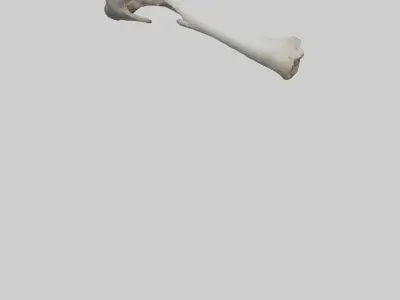 Hippo Femur Low-poly 3D model
