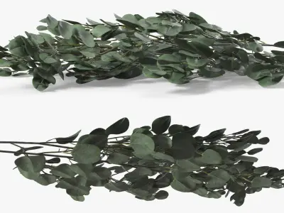 Silver Eucalyptus Stems 3D model