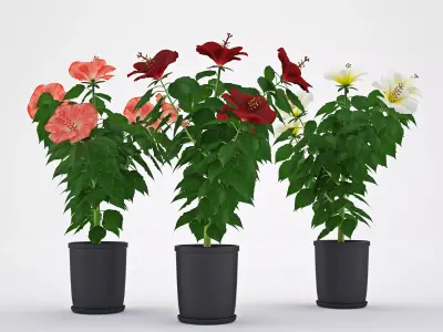 Hibiscus flowers in pot Free 3D model