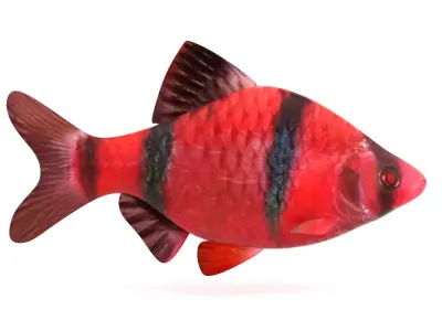 Red Tiger Barb 3D model
