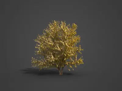 2021 PBR European Bird Cherry Collection - Prunus Padus 3D model