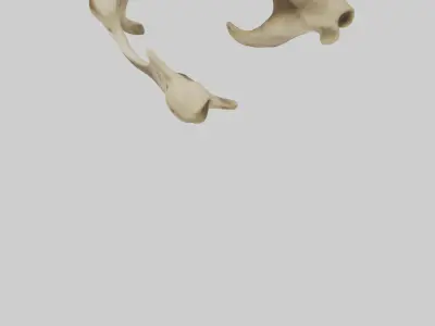 Cheetah Pelvis Low-poly 3D model