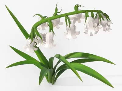 Campanula Bellflower Plant with Green Leaves White 3D model