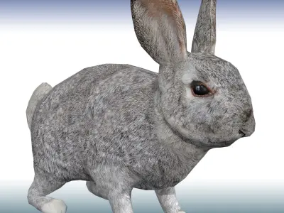 Rabbit  Low-poly 3D model