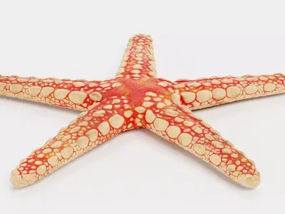 -Necklace Starfish- 3D model