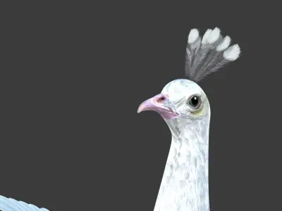 White Peacock Sitting 3D model