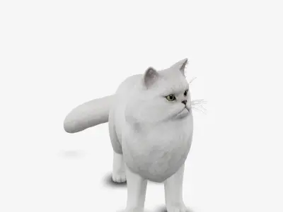 cat Persian 3D model