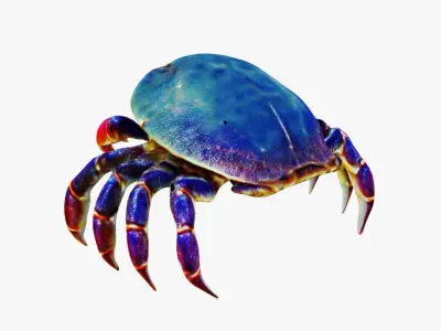 Sea Crab Free 3D model