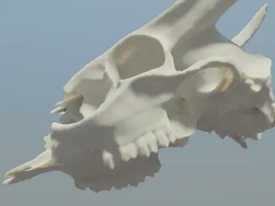Muntjac Deer Skull 3D model