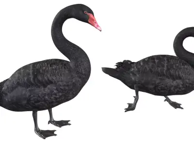 Black Swan 3D model