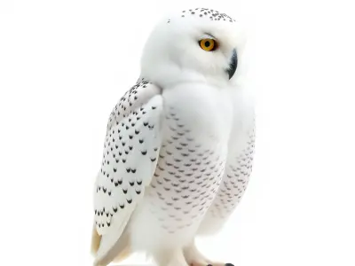 Snowy Owl D Model Pack Low-poly 3D model