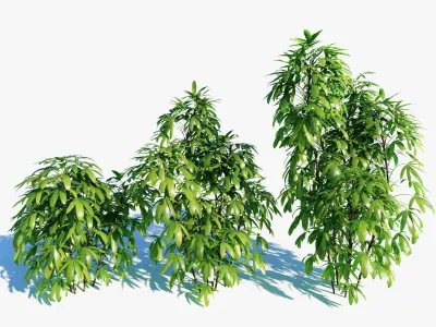 Chuniophoenix humilis b 3D model