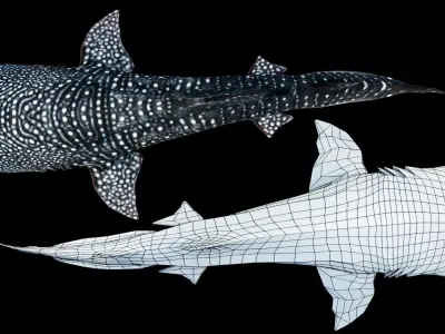 Animated Whale Shark Low-poly 3D model