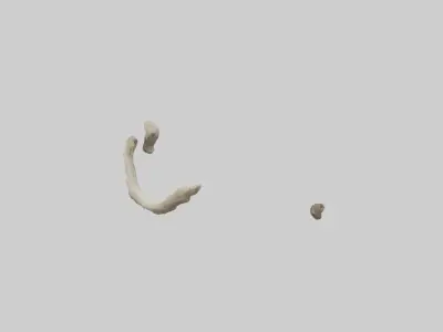 Elephant Humerus 3D model